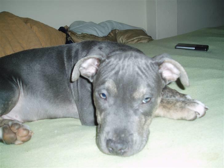 Amerikansk staffordshire terrier Thorvald - Jeg kan nu også godt lide at slappe af :) billede 2