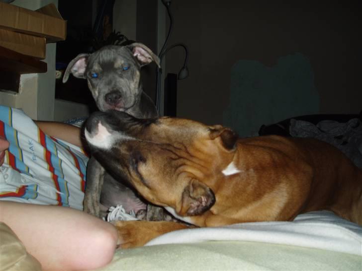 Amerikansk staffordshire terrier Thorvald - Her leger jeg sammen med far og min bedste ven Charlie :) billede 3