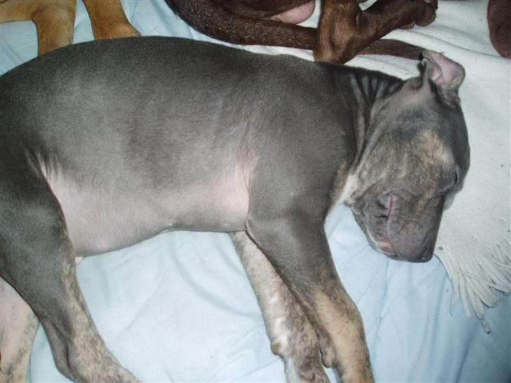 Amerikansk staffordshire terrier Thorvald - Her tager jeg en time på øjet sammen med mine venner, laaang dag :O gab billede 4