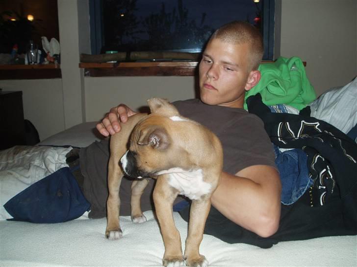 Amerikansk staffordshire terrier Charlie billede 19