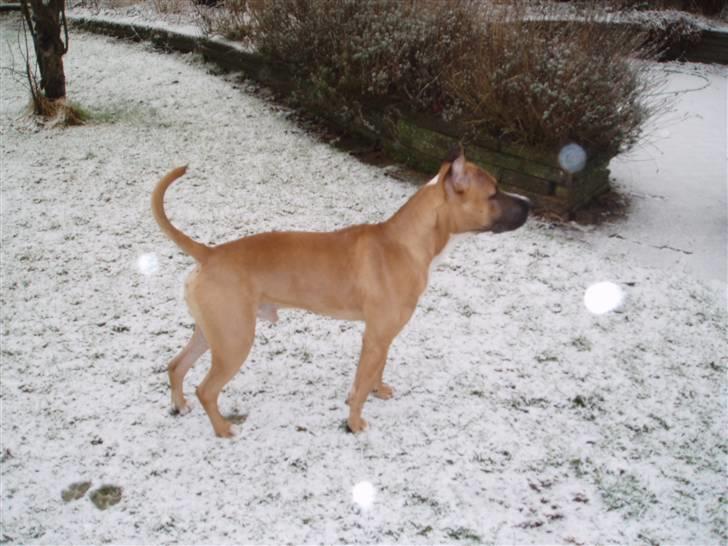 Amerikansk staffordshire terrier Charlie billede 20