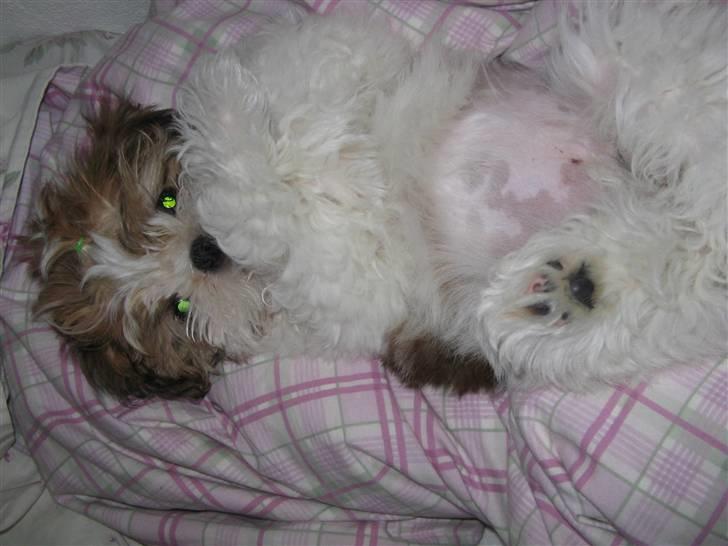 Shih tzu Kiwi billede 14