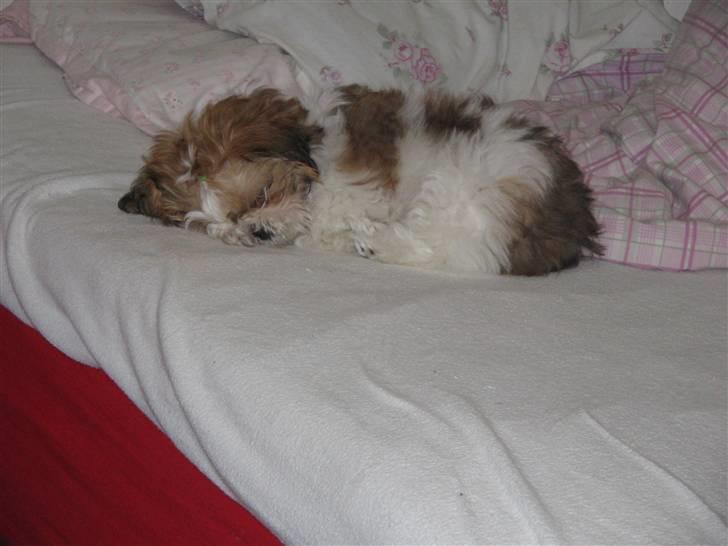 Shih tzu Kiwi billede 16