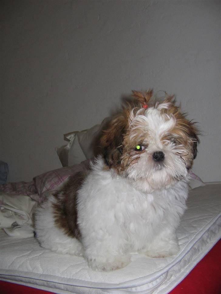 Shih tzu Kiwi billede 17