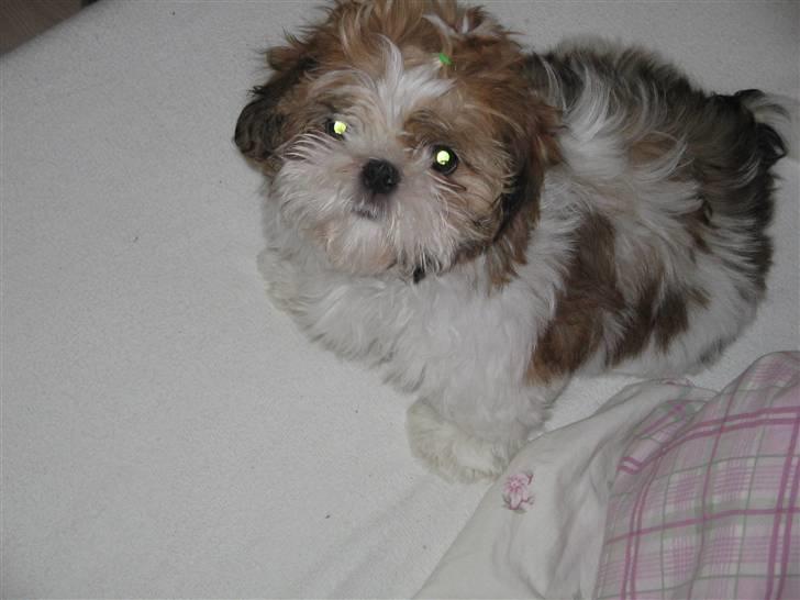Shih tzu Kiwi billede 19