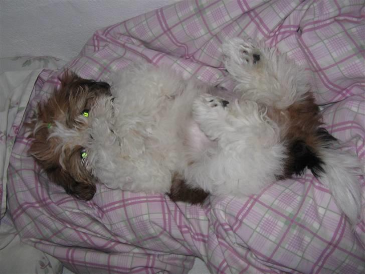 Shih tzu Kiwi - Lad mig sove nu :D billede 20