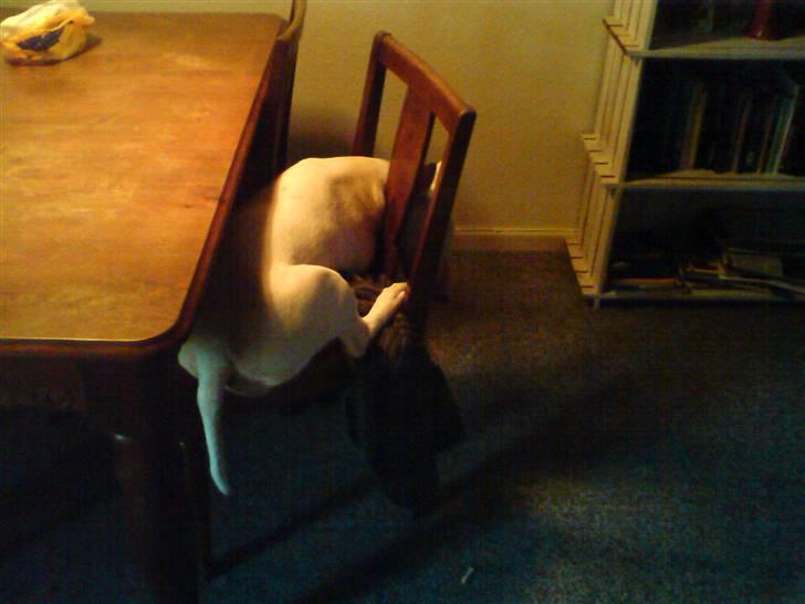 Bullterrier Holly billede 9