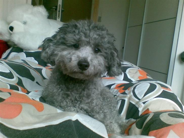 Dværgpuddel Holger - Ved ikke lige hvad du ligner :/  billede 10