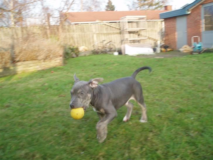Amerikansk staffordshire terrier Thorvald - Det er MIN, og kun min :) billede 5
