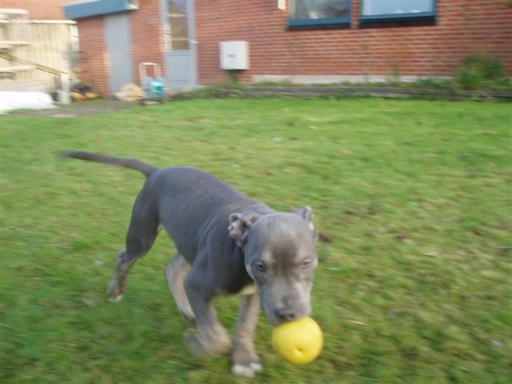 Amerikansk staffordshire terrier Thorvald billede 6