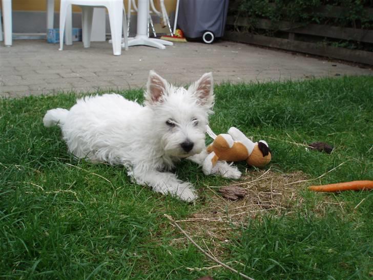 West highland white terrier Frida - Jeg ligger spændt på græsplænen billede 1