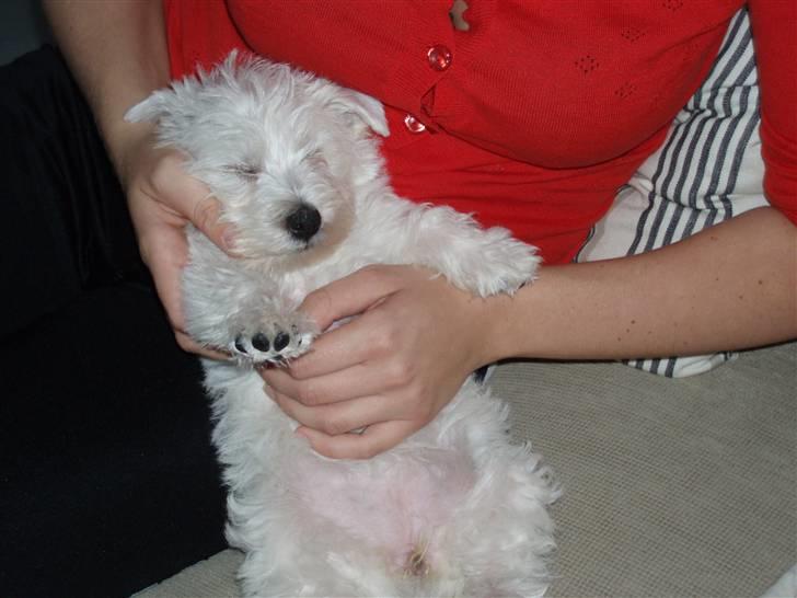 West highland white terrier Frida - Jeg sover trygt i mors arme billede 2