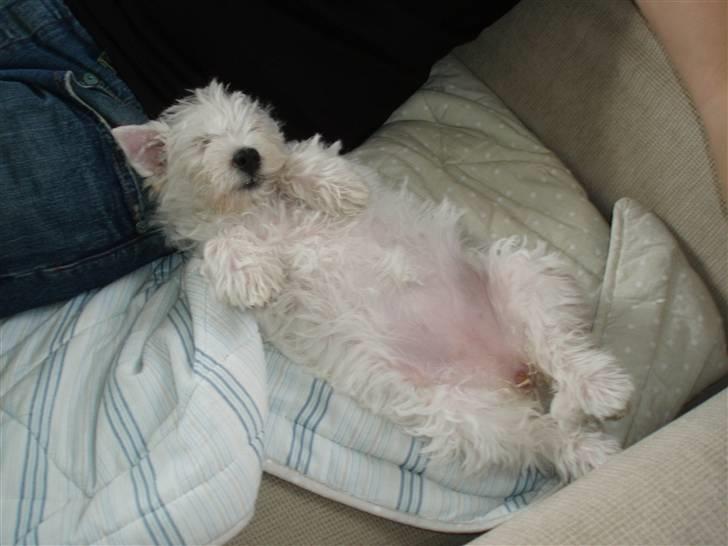 West highland white terrier Frida - Da jeg var lille var jeg helt vildt med at ligge på ryggen og sove billede 3