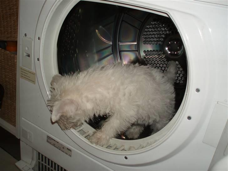 West highland white terrier Frida - Jeg undersøger lige tørretumbleren billede 4