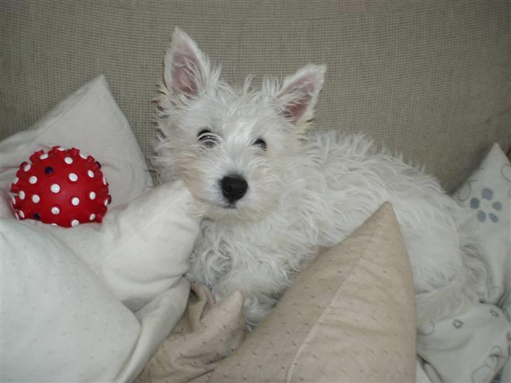 West highland white terrier Frida - Jeg elsker at ligge i puderne i sofaen billede 5