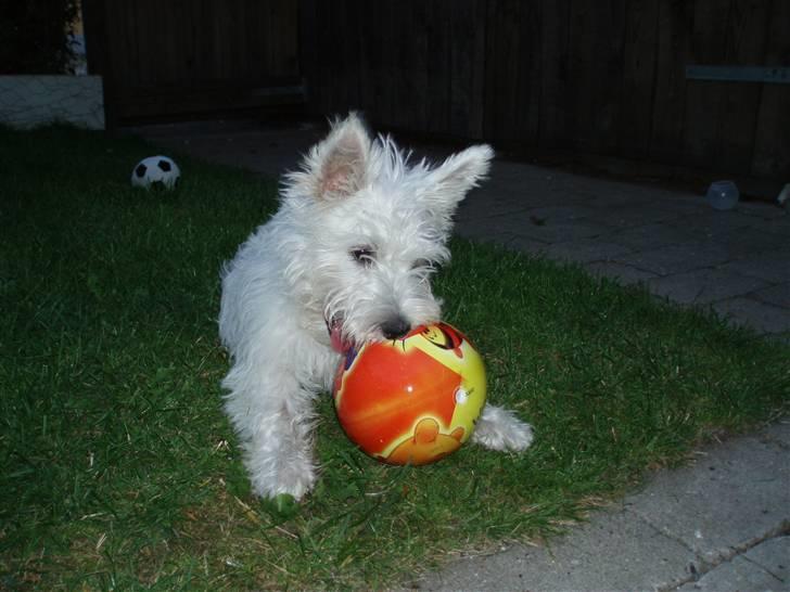 West highland white terrier Frida - Jeg leger med bolden i haven billede 6