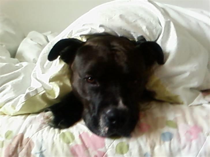 Amerikansk staffordshire terrier cezar - her kan han ligge helt ind til kl 12 nogle gang han elsker bare naar han maa komme op og sove lenge med mig hehe billede 5