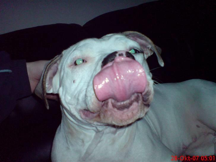 Blanding af racer Misha billede 12