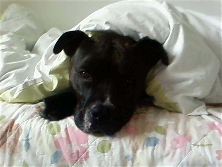 Amerikansk staffordshire terrier cezar - lad mig nu sove far  billede 6