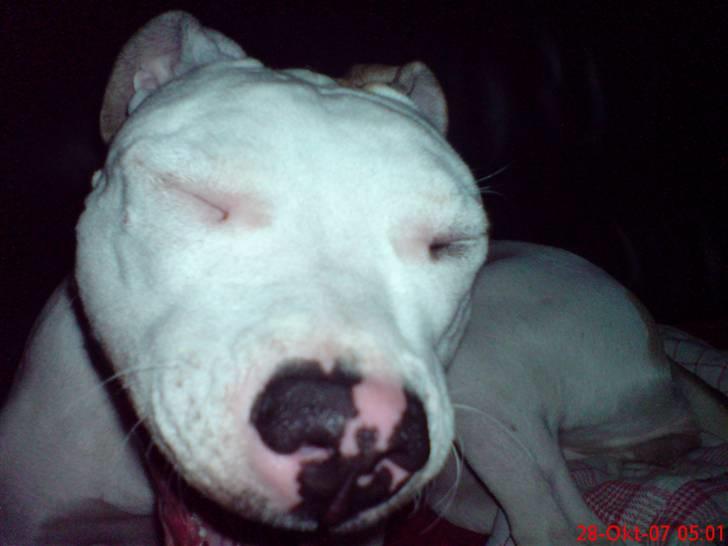 Blanding af racer Misha billede 13