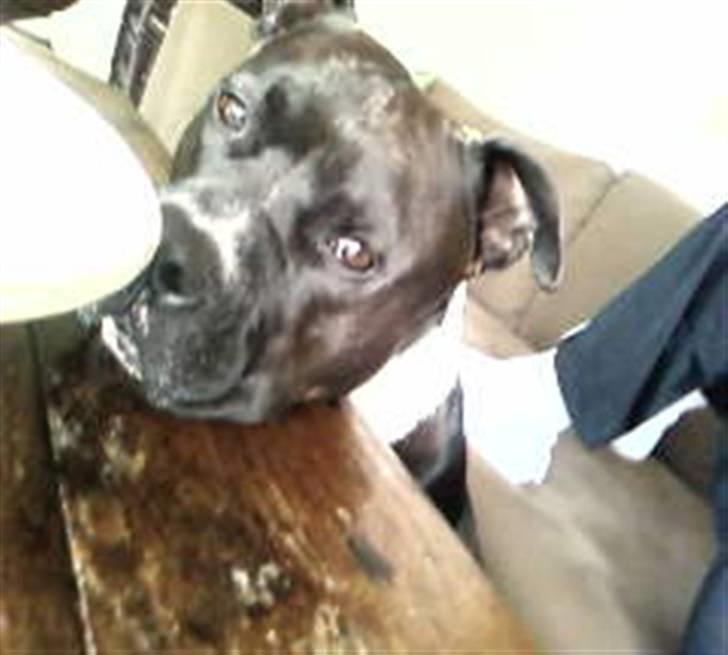 Amerikansk staffordshire terrier cezar - jeg gider ingen ting far  billede 7