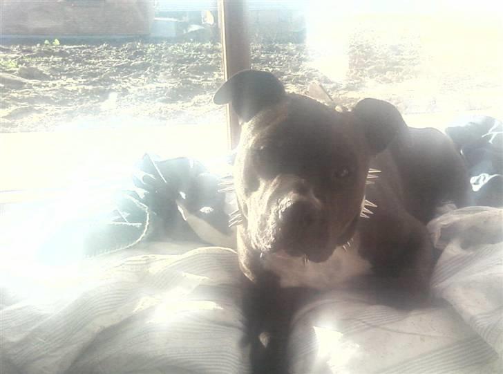 Amerikansk staffordshire terrier cezar - jeg synes det er et magisk bilede han liner nesten en engel eller en gud hehe billede 8