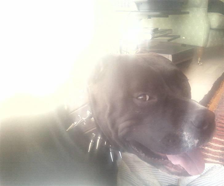 Amerikansk staffordshire terrier cezar - jeg er gud hehe billede 9