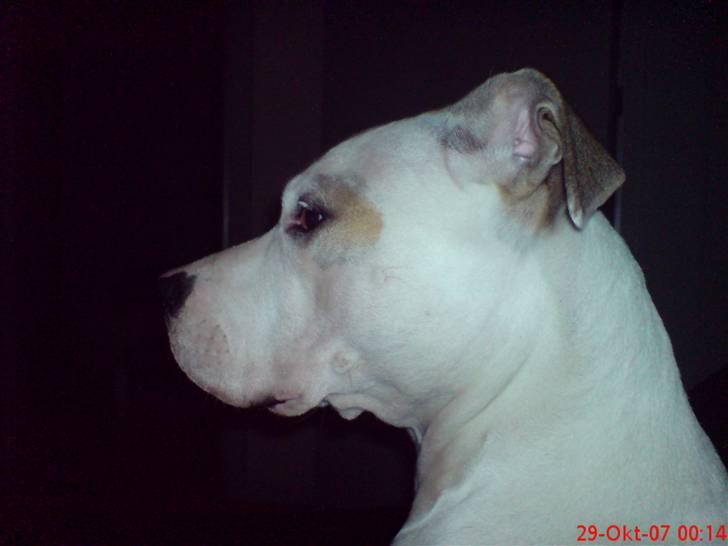 Blanding af racer Misha billede 14