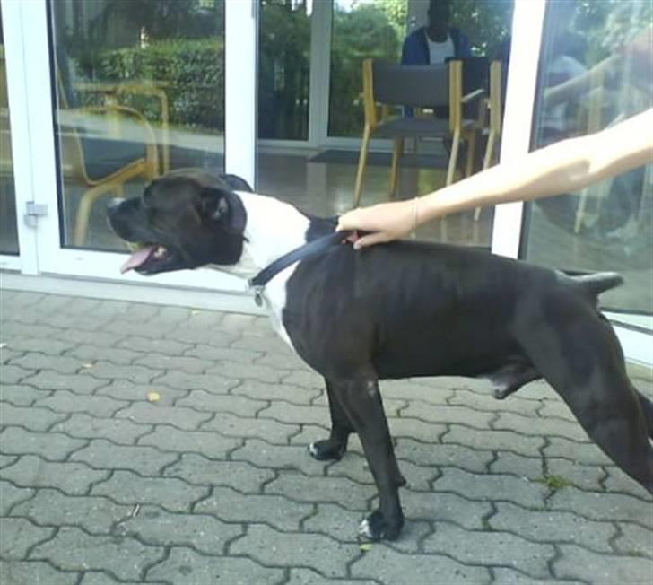 Amerikansk staffordshire terrier cezar billede 10