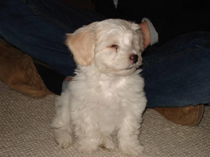 Blanding af racer FREJA - elsker at blive nusset billede 3