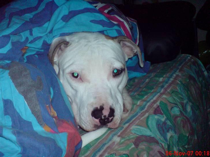 Blanding af racer Misha billede 15