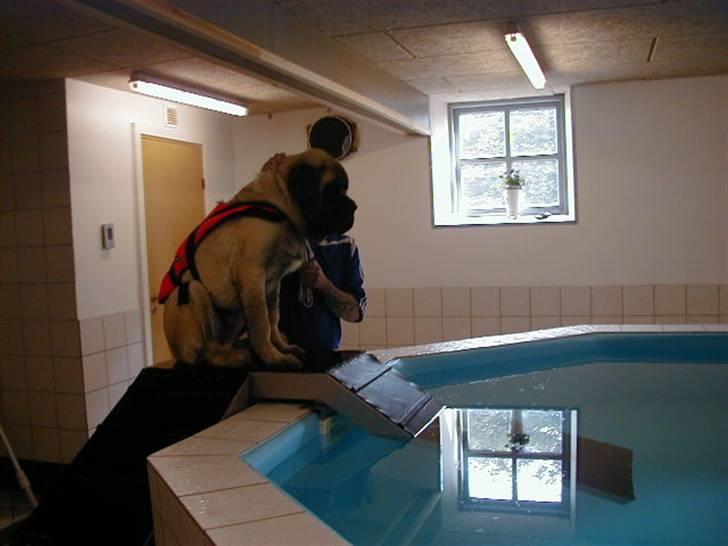 Mastiff guffi - min første gang i svømmehallen billede 10
