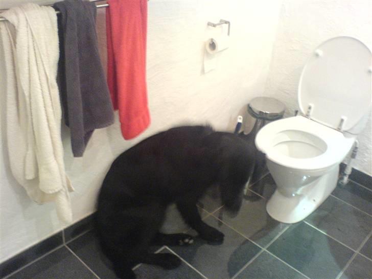 Flat coated retriever Charlie - Han er bare kær <3 :D billede 4