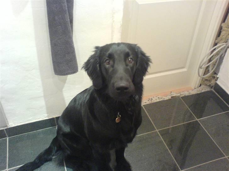 Flat coated retriever Charlie - ELSKER dig miin Charlie :D <3´3 billede 5