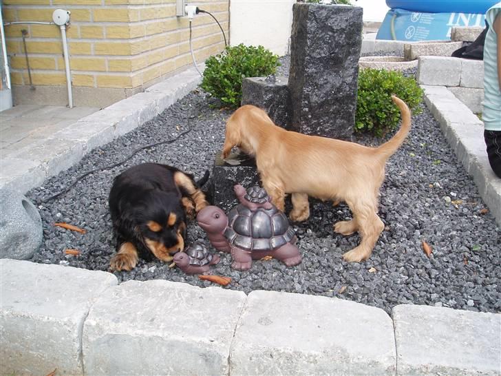 Cocker spaniel buster - mig og min B-V amigo <33 billede 2