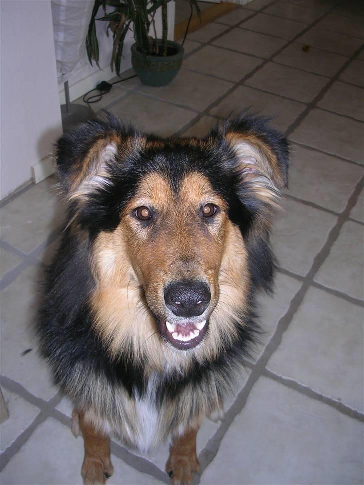 Blanding af racer Aris <3 - Velkommen til Aris´s profil....... billede 1