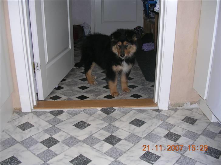 Blanding af racer Aris <3 - Første aften med Aris..... billede 2