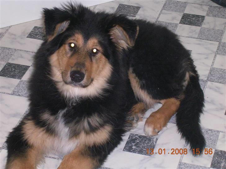 Blanding af racer Aris <3 - Er ved at være stor :o) billede 3