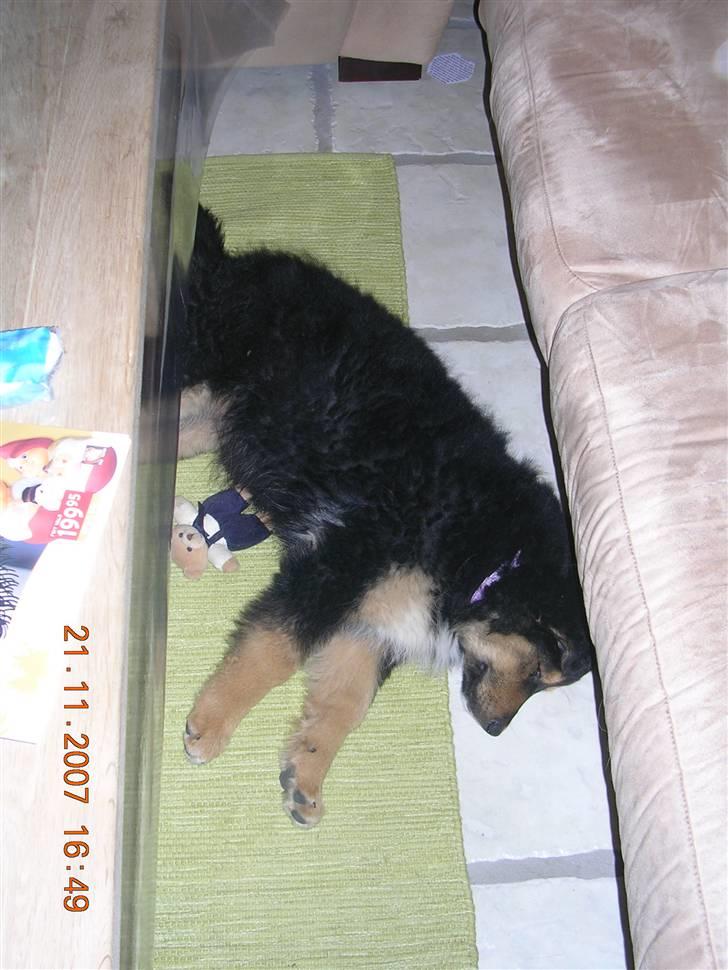 Blanding af racer Aris <3 - ....så blev hun træt  billede 4