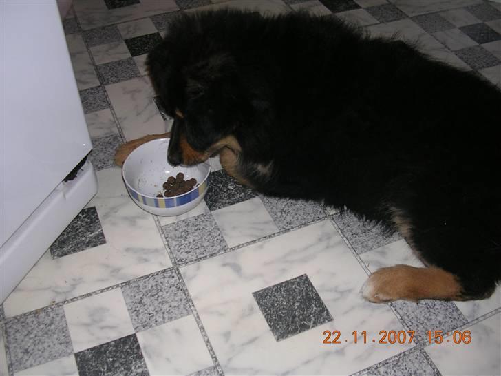 Blanding af racer Aris <3 - Ja man er lidt dovn når man skal spise :o) billede 5