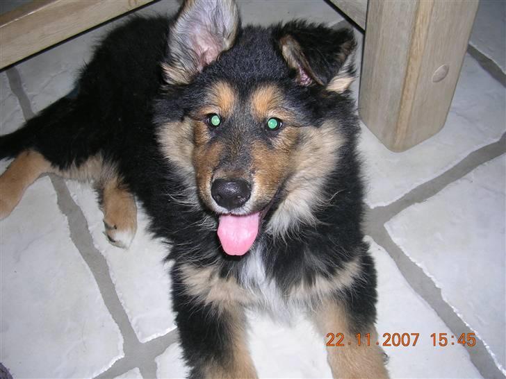 Blanding af racer Aris <3 - Er jeg ikke bare dejlig ....... billede 6