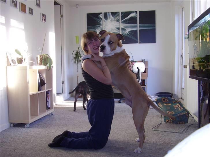 Amerikansk staffordshire terrier Zack R.I.P billede 17