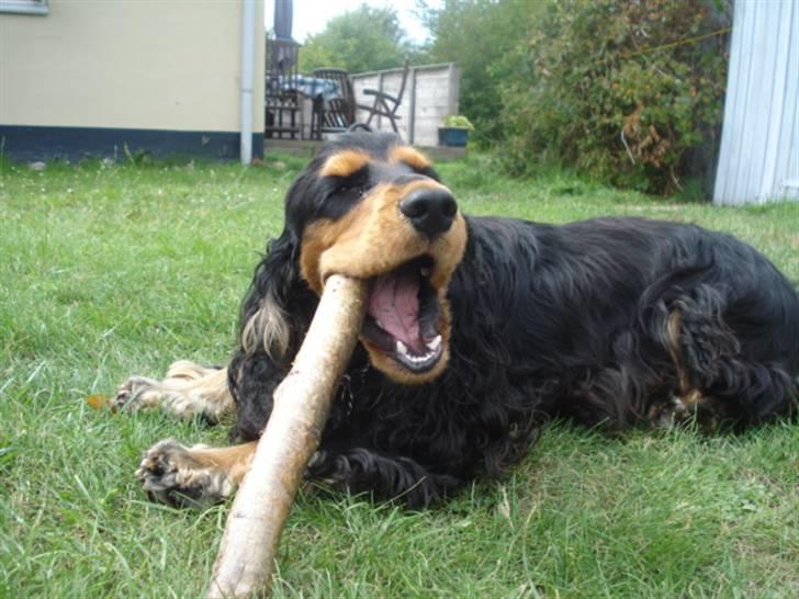Cocker spaniel Amigo - heejsa velkommen til Amigos profil :) tag lige et kig på hans billeder han er lækker!  billede 1