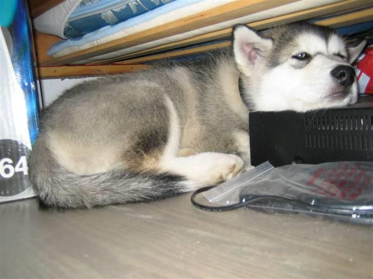 Alaskan malamute Bowie - mmmh... en tur under sengen:-) billede 2