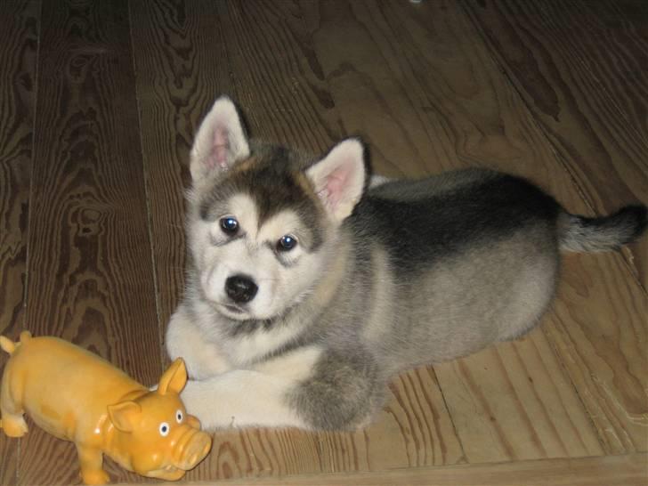 Alaskan malamute Bowie - fotomodellen billede 3