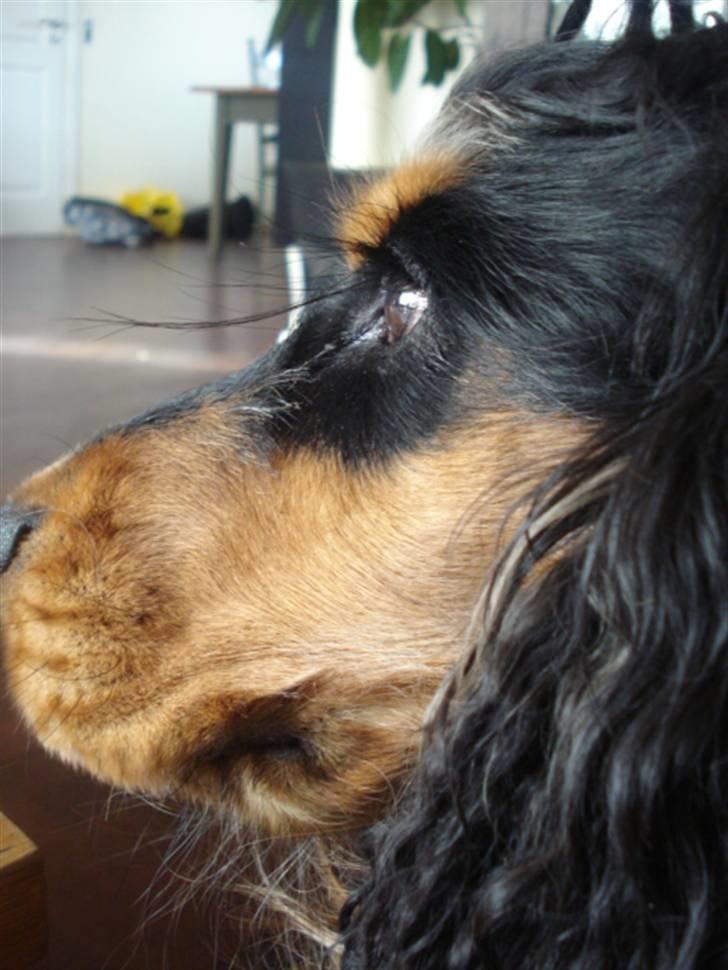 Cocker spaniel Amigo - den smukkeste <3 billede 2
