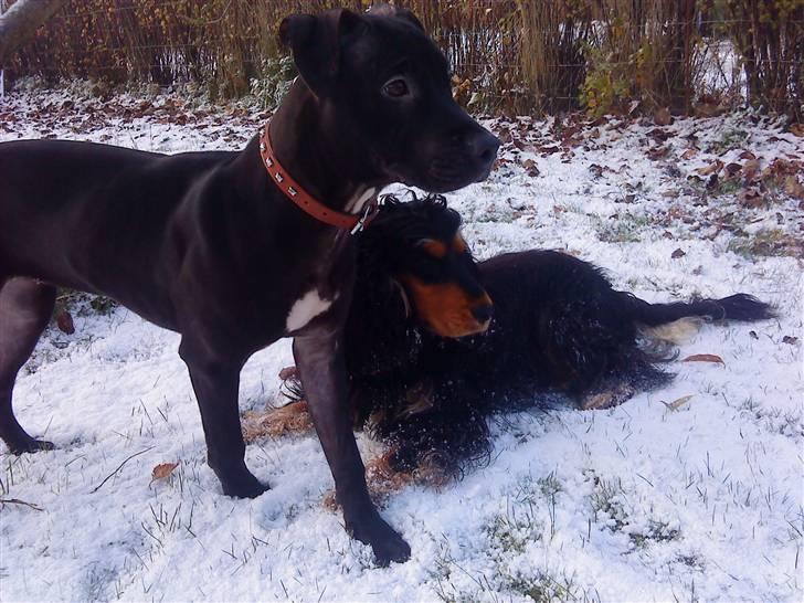 Cocker spaniel Amigo billede 3