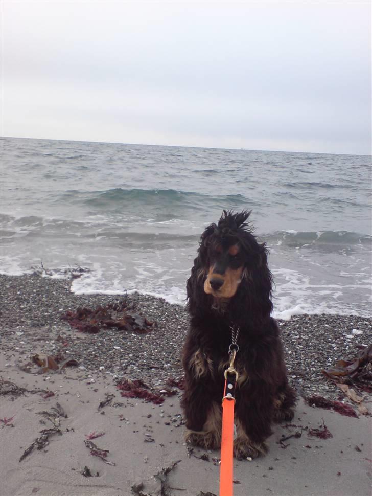 Cocker spaniel Amigo - Må jeg ikke nok bade ?  billede 4