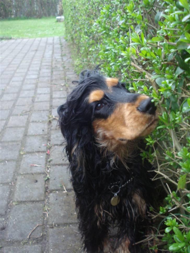 Cocker spaniel Amigo - det klør såå meget :)  billede 5
