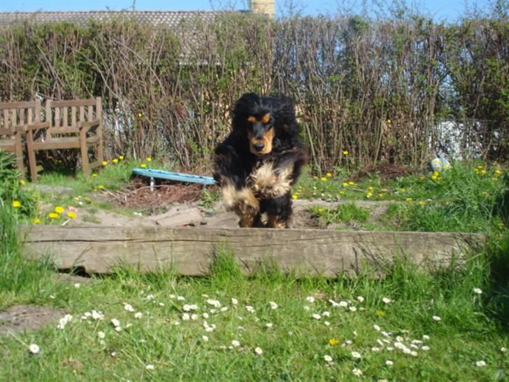 Cocker spaniel Amigo - SPRING :) YES  billede 6